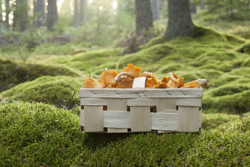 Poster - Basket with fresh golden chanterelle (Cantharellus cibarius)