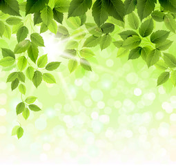 Wall Mural - Summer branch with fresh green leaves