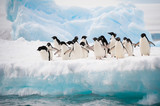 Fototapeta Zwierzęta - Penguins on the snow