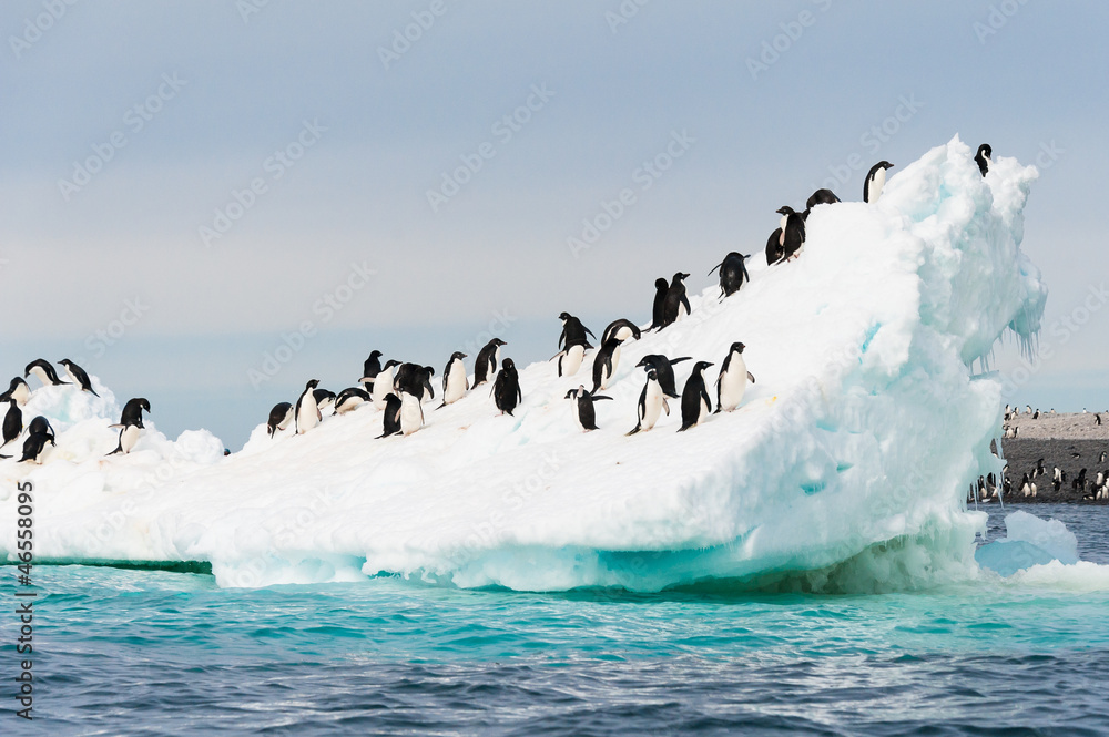 Penguins on the snow - obrazy, fototapety, plakaty 