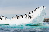 Fototapeta Zwierzęta - Penguins on the snow