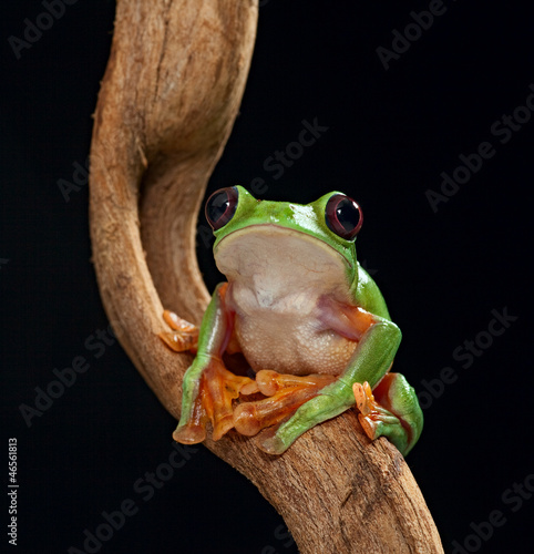 Obraz na płótnie canvas czteroczęściowy "tetraptyk" Treefrog agalychnis spurrelli