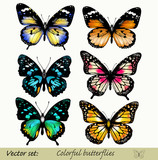 Fototapeta Motyle - Collection of vector colorful realistic butterflies