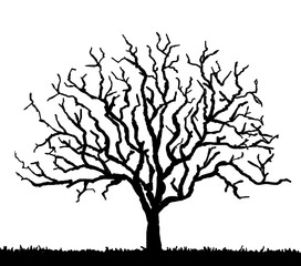 black tree silhouette with no leaves, vector illustration