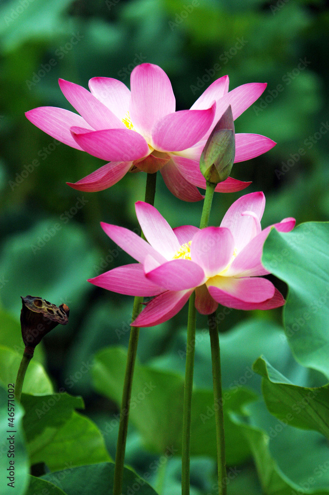 荷花Stock Photo | Adobe Stock