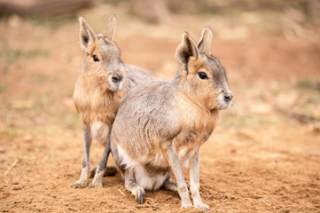 patagonian mara