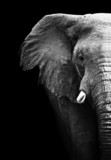 Fototapeta Zwierzęta - Elephant Close Up
