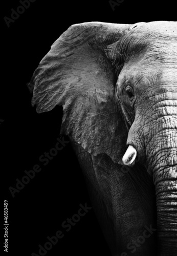 Fototapeta na wymiar Elephant Close Up