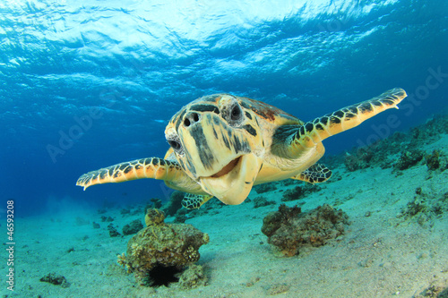 Fototapeta na wymiar Hawksbill Sea Turtle