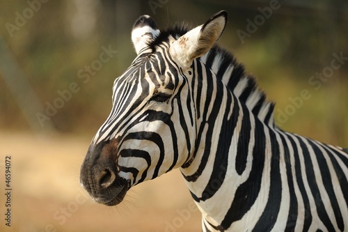 Board z aluminiowym obramowaniem Zebra