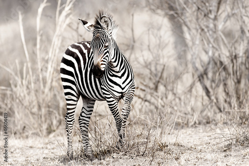 Board z aluminiowym obramowaniem Afrykańska zebra