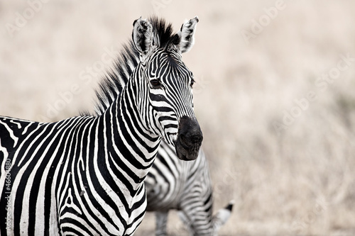 Board z aluminiowym obramowaniem Afrykańska zebra