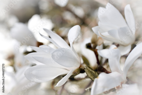 Fototapeta na wymiar Beautiful magnolia blossom