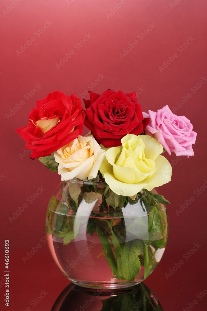 Beautiful roses in glass vase on red background
