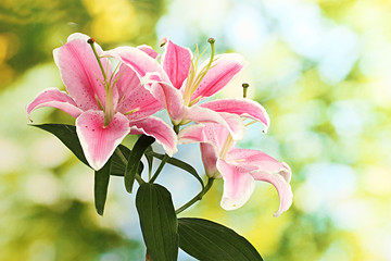 Wall Mural - beautiful pink lily, on green background