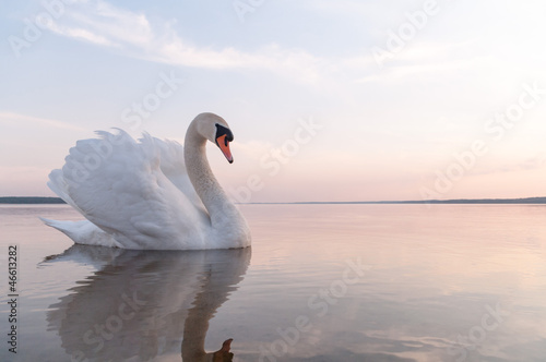 Plakat na papierze fotorealistycznym Łabędź