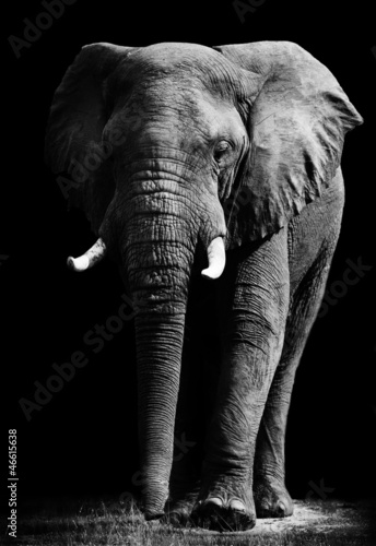 Foto-Lamellenvorhang - Elephant isolated on black background (von donvanstaden)