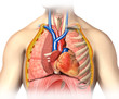 Man anatomy thorax cutaway with heart with main blood veins and