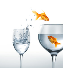 Gold fish smiling jumping from a glass of water, to a larger one