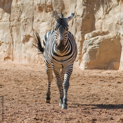 Board z aluminiowym obramowaniem Zebra w dzikim
