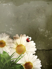 Wall Mural - Daisy background, old-style