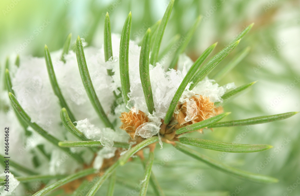 fir tree branch with snow, close up