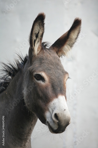 Naklejka dekoracyjna Donkey