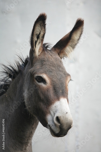 Nowoczesny obraz na płótnie Donkey