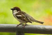 Bird - Tree Sparrow On The Green Background