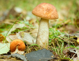 Wall Mural - mushrooms in forest