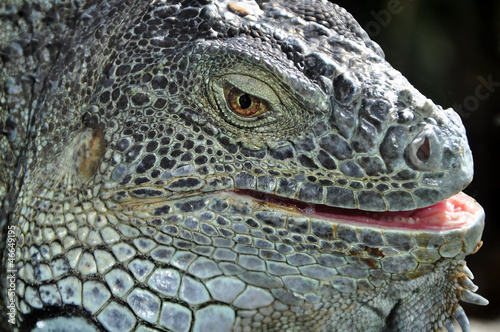 Fotoboard na płycie Zbliżenie portret z iguana
