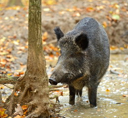 Wall Mural - wild pig
