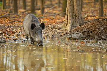Wall Mural - wild pig