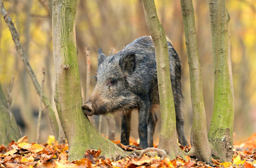 Wall Mural - wild pig