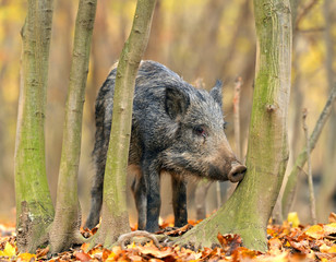 Canvas Print - Wild pig