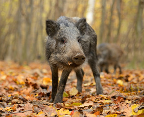 Wall Mural - wild pig