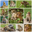 Composition de photos de macaques