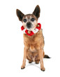 a chihuahua dressed up for christmas
