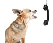 a cute chihuahua talking on the phone
