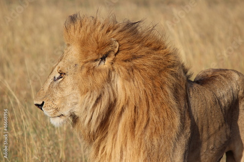 Plakat na papierze fotorealistycznym Kenia Masai Mara Male Lion