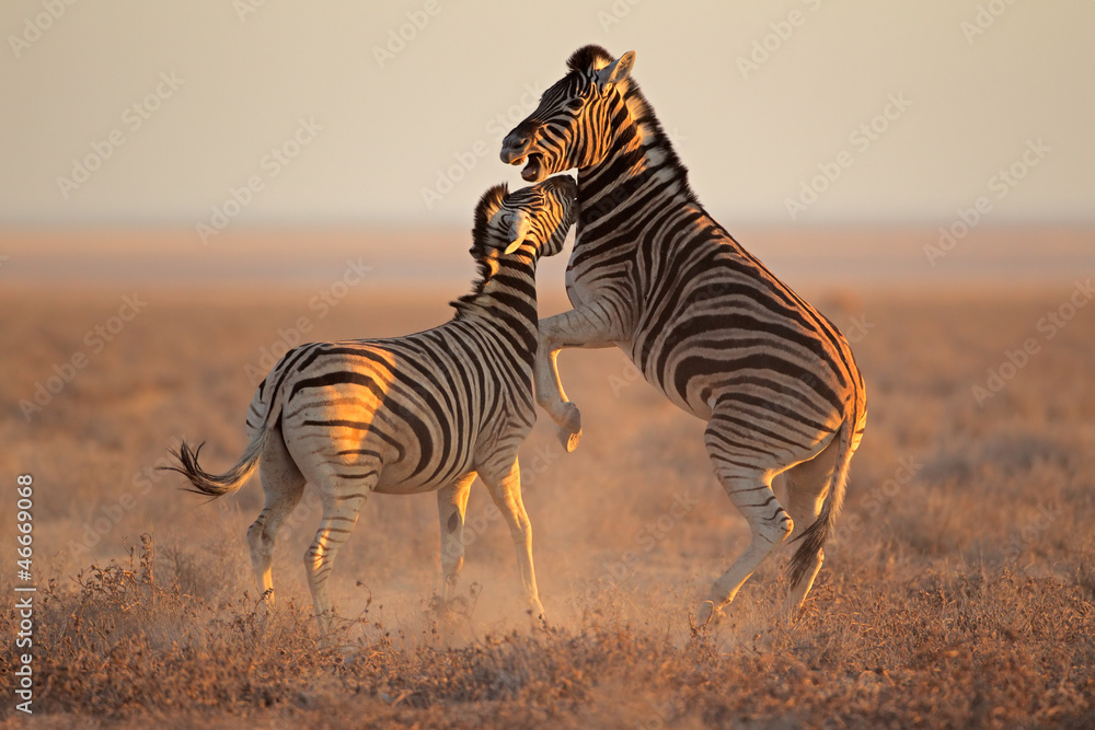 Fighting Zebras, Etosha National Park - obrazy, fototapety, plakaty 