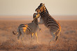 Fighting Zebras, Etosha National Park