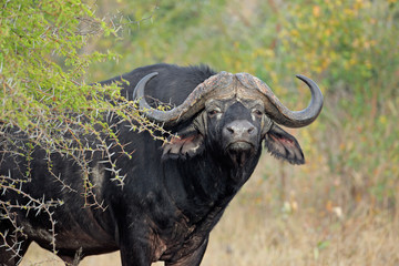 Wall Mural - african buffalo bull