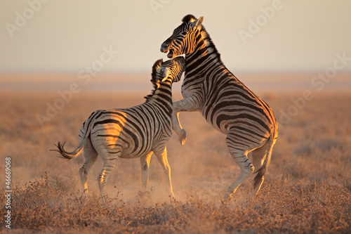 Board z aluminiowym obramowaniem Walczące zebras, park narodowy etosha