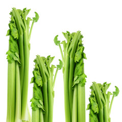 Poster - Celery