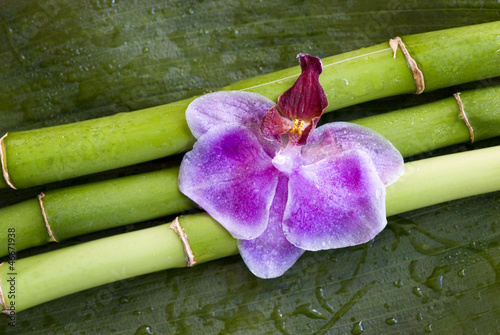 Tapeta ścienna Orchidee