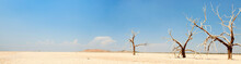 Panorama Landscape Of Dead Trees In Dry Landscape. USA.
