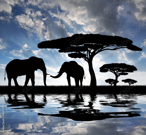 Tapeta ścienna na wymiar Silhouette elephants in the sunset