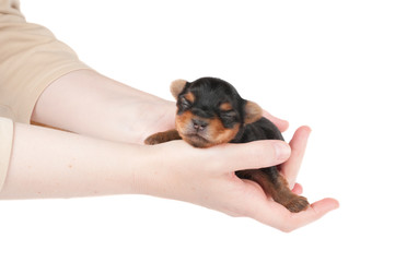 Woman takes two week old puppy