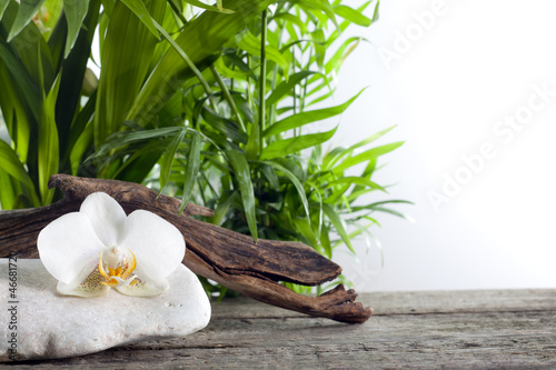 Tapeta ścienna Orchidea na kamieniu z palmowym zdroju pojęciem przeciw bielowi
